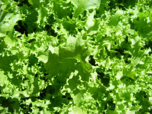 Seed Indivia: Salad King Indivia seme dolce 400