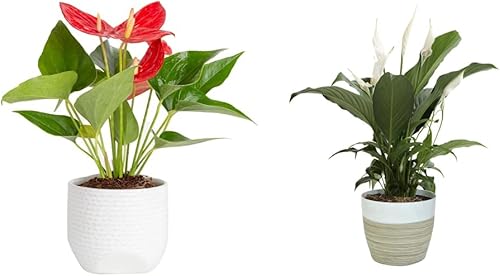 Costa Farms Live Anthurium - Planta de interior de primera calidad 12 pulgadas de alto y Spathiphyllum Peace Lily Live - Planta de interior viva 15