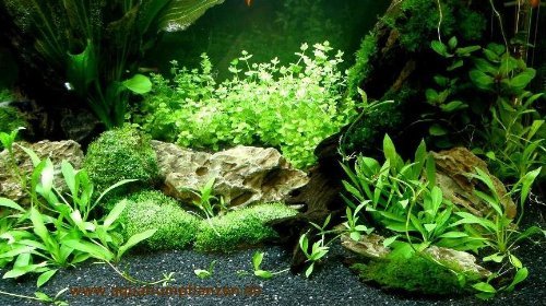 Aquarium Set für 300 l, Pflanzen, Kies, Deko (XII)