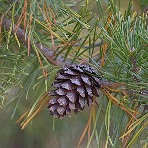Pinus Taeda (Loblolly Pine, Frankincense Pine) Tree Seed By Myseeds.co, You Choose The Quantity (1/4 Oz (250 Seed)) #TOP19