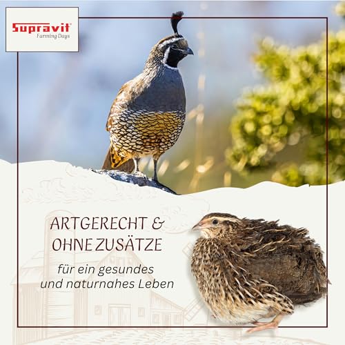 Supravit Wachtelfutter 25kg | Vollwertige Körnermischung für Wachteln, Legewachteln und Hühner als Alleinfutter | Wachtel Futter mit Hirse Glanz Perillasaat Raps Haferflocken Hafer und Leinsamen