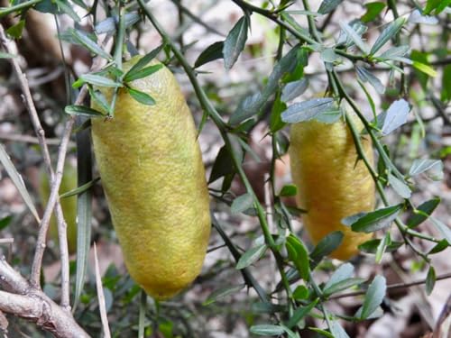 Image of GreenWorld Special & Rare Long Finger Yellow Australion Lime,Lemon /Lebu Plant(Australion Variety) Healthy Live Plant,'' Fruit After 1 Year''