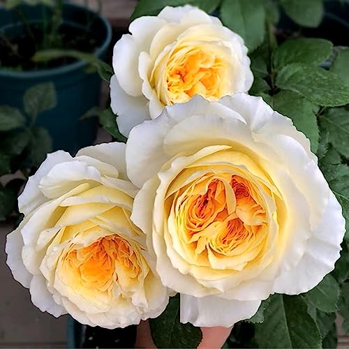 Englische Rosen Stark Duftend
