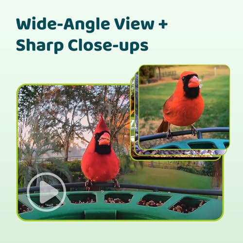 Birdfy 2 Smart Bird Feeder with Camera, Dual-Lens (2K+1080P) Camera for Live Streaming & Close-Up Photos, AI Identifies Bird Species, Solar-Powered Backyard Birdwatching Gift