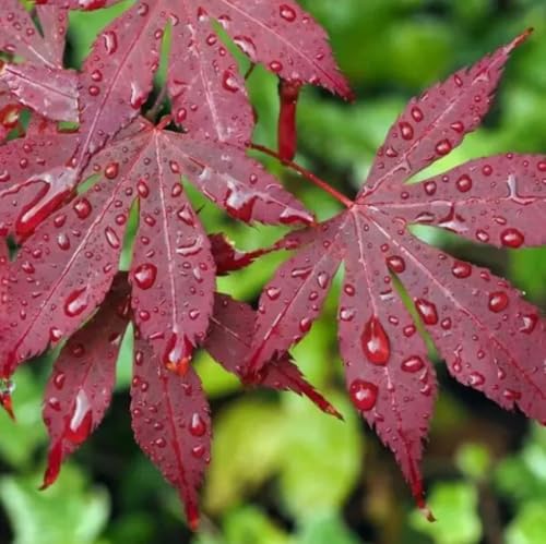 25PCS Red Japanese Maple Tree Seeds Acer Palmatum Hardy Ornamental Landscaping Non-GMO Bonsai Seeds