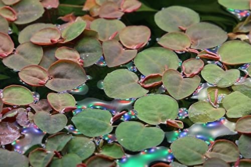 Phyllanthus fluitans Floatteur à racines rouges in vitro pour aquarium Blanc Rouge