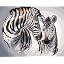 Zebra Pattern