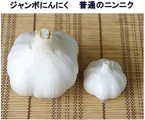 Amazon 種ニンニク 国産 ジャンボにんにく ８片 球根