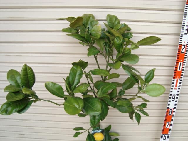 Amazon.co.jp: 【柑橘大苗】 晩白柚 3年生 接木苗 【ガーデン