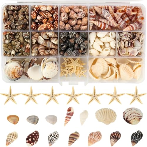 525+ Pcs Mini Shells 12 Kinds Mixed Starfish Sea Shells for Crafting with Storage Box 0.5-3cm Natural Seashells DIY Shell Beads for Beach Theme Party Wedding Fish Tank Decorations