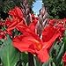 Produktbild Indisches Blumenrohr Knollen.Canna-Lilienknollen.Natürlich.Winterharte Zwiebeln,Lebende Pflanzen.Lange Blütezeit, Starke Anpassungsfähigkeit-5 Knollen-G