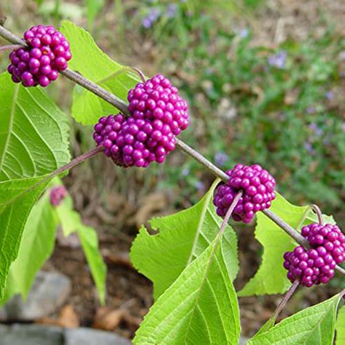Fruit Seeds For Planting American Beautyberry Seeds 40 Pcs Non-Gmo Organic French Mulberry Callicarpa Americana Shrub Bush Tree Seed Attract Pollinators Easy Grow #TOP3