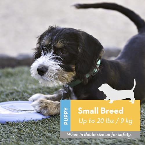 image for KONG Puppy Flyer - Soft Rubber Flyer Dog Toy - Flying Disc Dog Toy for