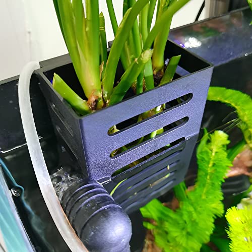 10 Best Plants For Shrimp Tank In 2023 The Wrench Finder