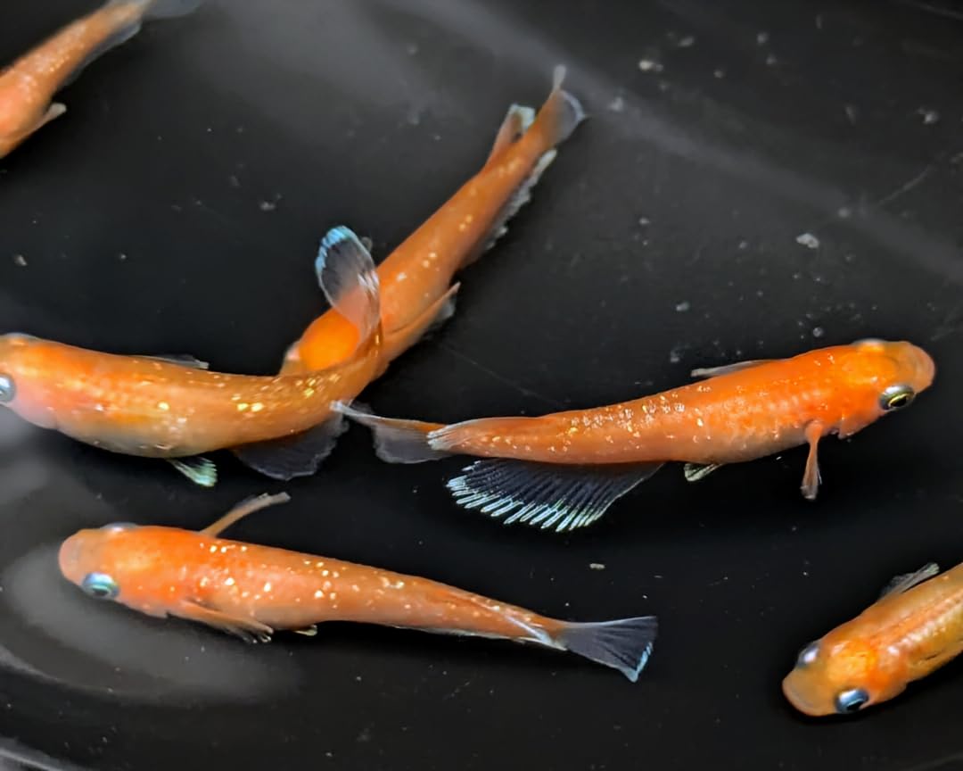 2000年　別珍ケープ　メタモルフォーゼ プラスサイズ】With a magic wand！ケープ | metamorphose temps de