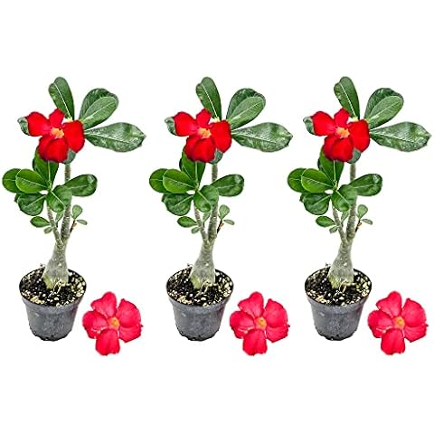 ragnaroc Live Succulents – Adenium Obesum Desert Rose 6-10” tall in 4” pot - 3ct - Color when flowering may be Pink or Red, Bonsai Caudex - Live Arrival Guaranteed - House Plants for Home Decor & Gift Cover