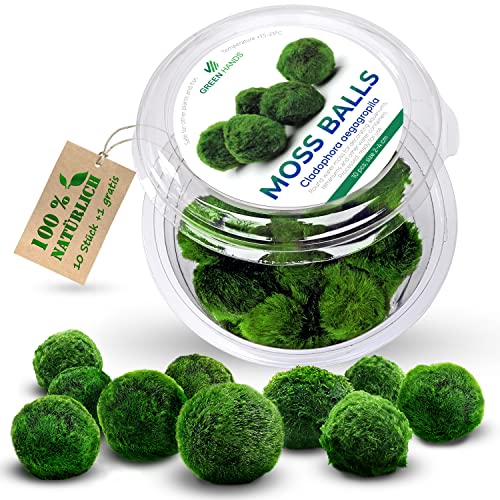 Lot de 10 boules de mousse pour aquarium - Pour plantes aquatiques - 100 % authentiques - Décoration en mousse - Marimo Cladophora - Pour aquarium - 2-3 cm - Lot de 10