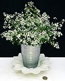 POWERS TO FLOWERS