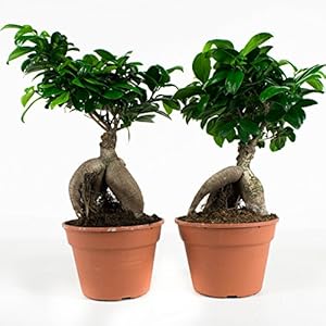 Bonsai – 2 × Chinese vijg – Hoogte: 40 cm