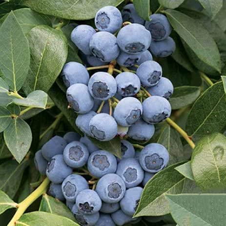 ブルーベリー苗ブリジッタ50本セット④ Amazon.co.jp: ブルーベリー 苗 【ブリジッタ （ノーザンハイブッシュ