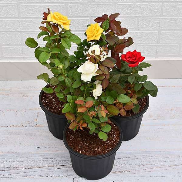 Mphmi Plants 5 Lucky Bamboo Stalks (A Symbol of Positive Energy) - Gift Plant Garden Live Plant Nursery Indoor Outdoor Living Plants? (B092QXLXLF) Amazon Price History, Amazon Price Tracker