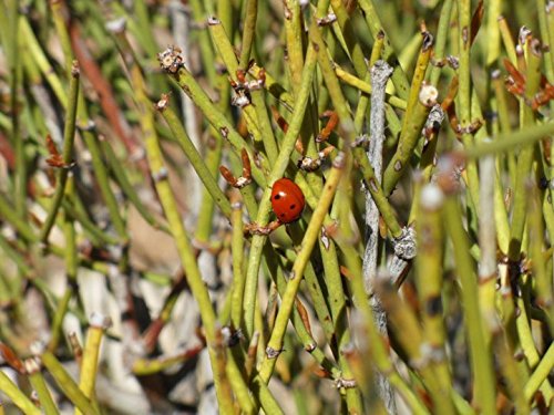 10 Ephedra Nevadensis (Mormon Tea) Seeds, Nevada Jointfir