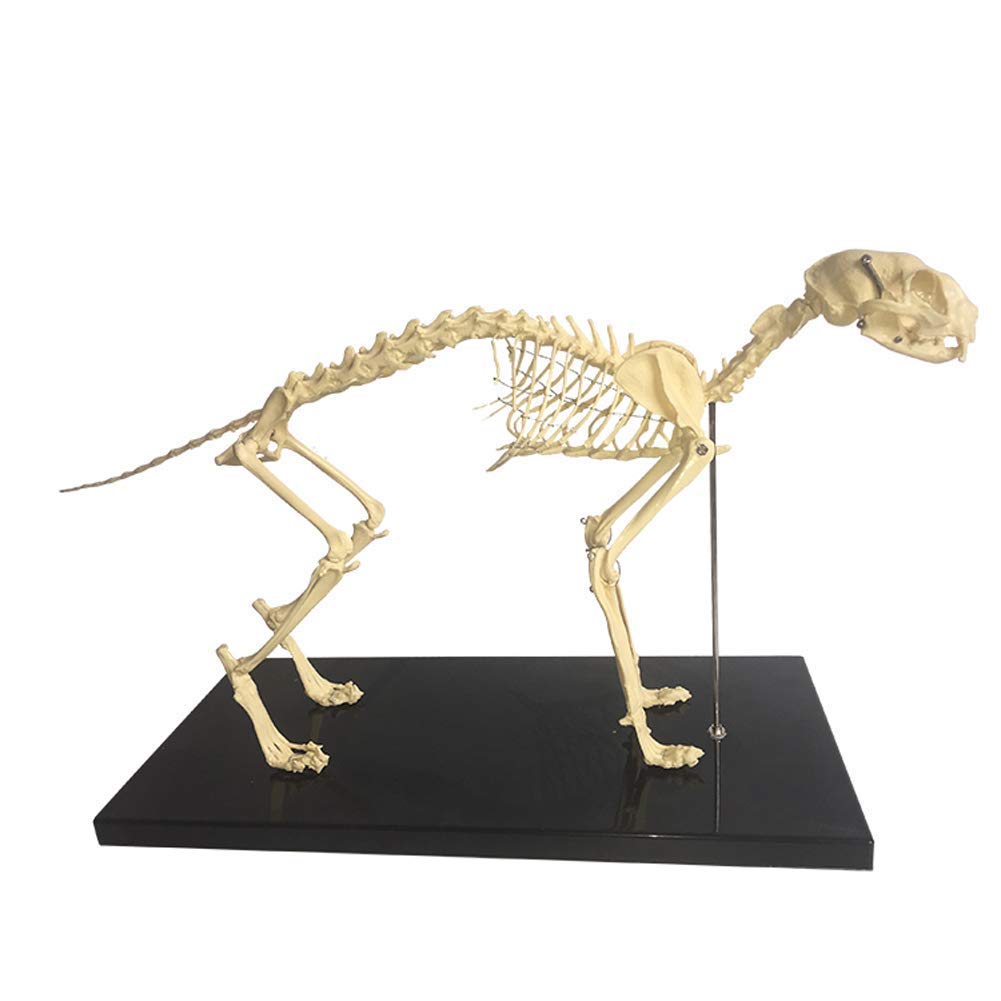 Amazon.co.jp: アセンブリモデル 1:1 小動物猫の骨格解剖モデル