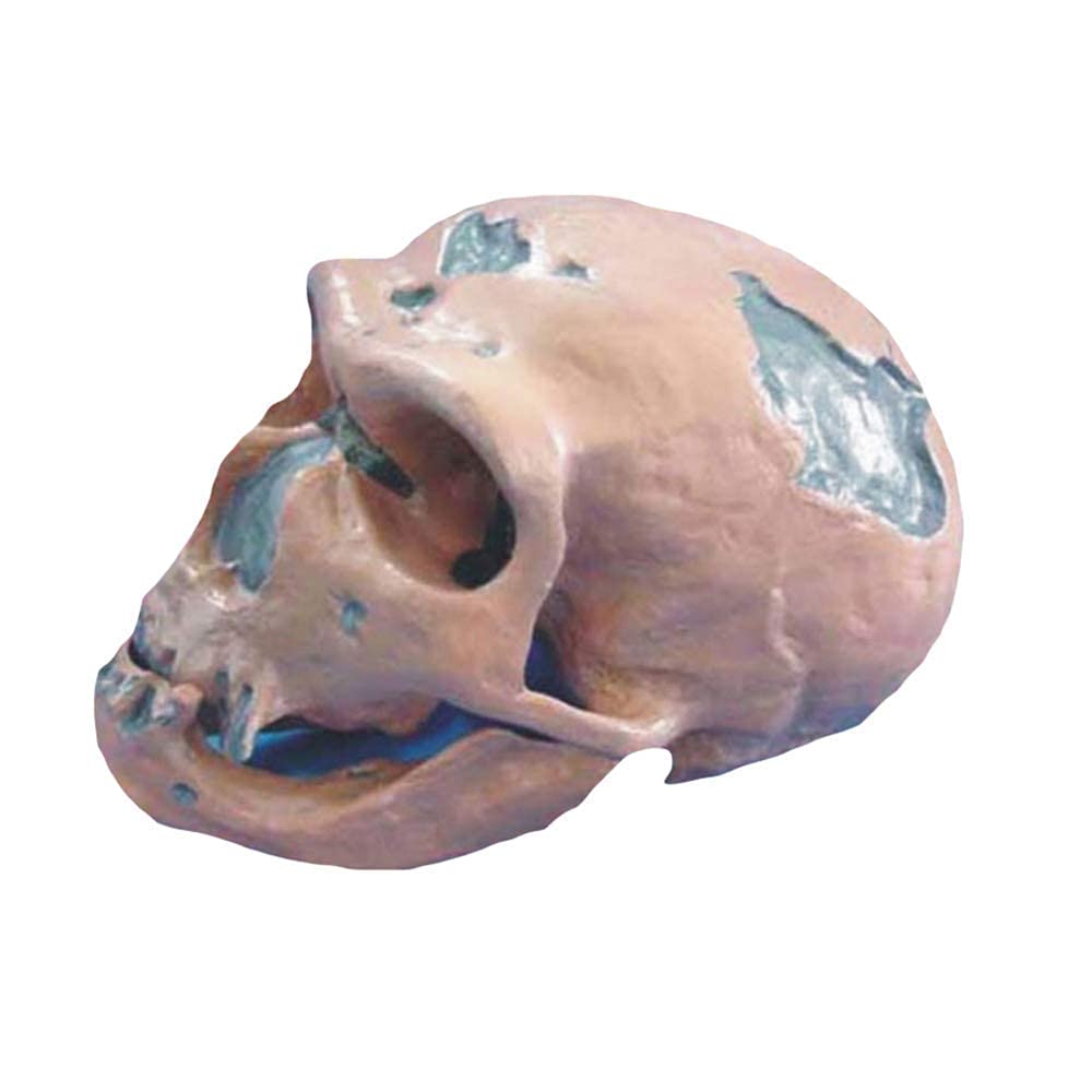GTHTUHFD Caveman Skull Model Medical Skull And Bones Skeleton Model Anatomy Human Skull Model Life Size Replica Human Skull Skeleton Medical Teaching Model Medical Models Sk