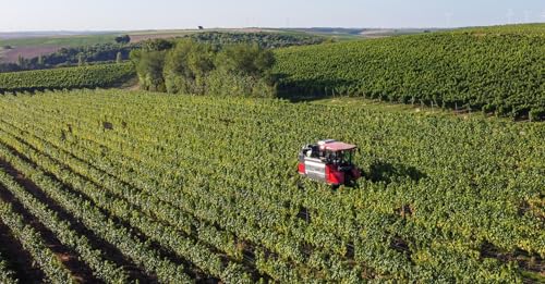 Page de couverture de In vino veritas, perché una ricca vendemmia non è una buona notizia