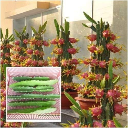 White Dragon Fruit Live 3 Cutting Pitahaya Cactus Propagation Plant Edible Cacti