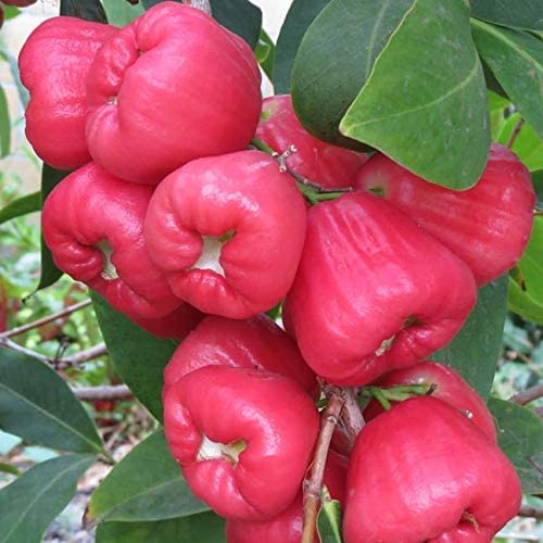 GREENLIVE TRADERS RED WATER APPLE THAI VARIETY LIVE PLANTS| GARDEN DECOR PLANTS-image-46