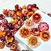 100 Pcs Natural Dried Daisy Flowers Heads,Bulk Real Gerbera Daisies & Chrysanthemums,Multicolor Dry Floral Supplies for DIY Crafts,Wedding Decor,Home Party,Wreath Garland,Soap&Candle Making