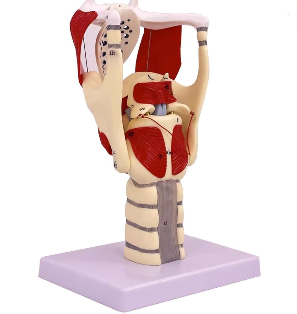 Modelo anatómico de laringe y pulmón, modelo de faringe funcional para fortalecer la estructura y función del cuello en medicina, modelo de anatomía educativa,