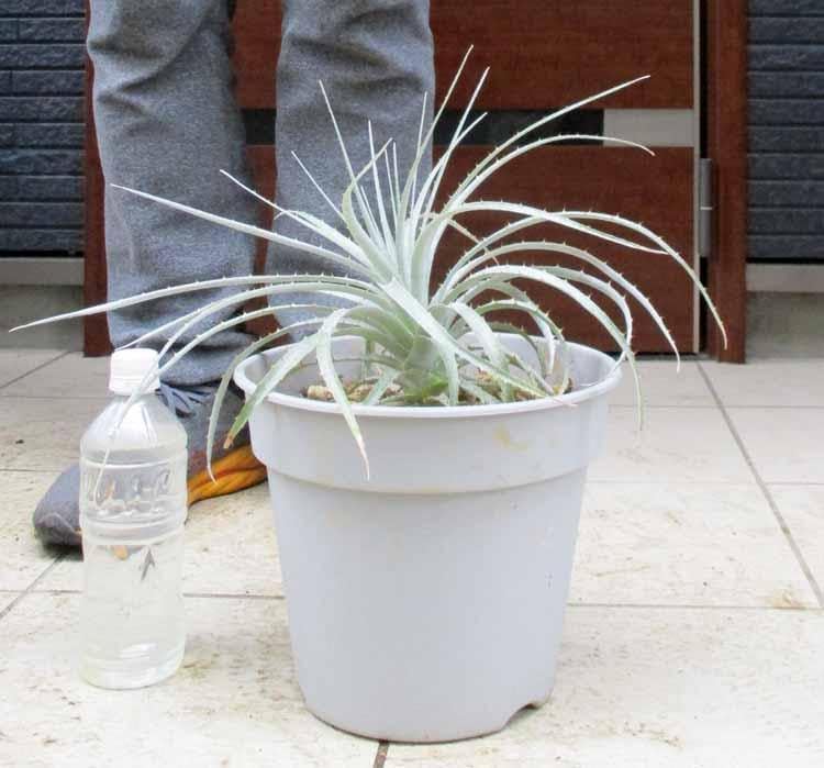 プヤ セルーレア I 大株 プヤ セルーレア 7ヘッド プヤ セルーレア 大株