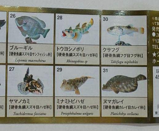 Amazon | ユージン ガチャ『原色淡水魚図鑑 Ⅱ』全16種