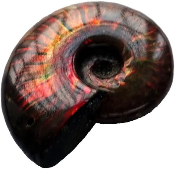 Miniatura 3 de Caracola de amonita arcoíris Cleoniceras Iridesce Amonita Fósiles de amolita fósiles de Madagascar Fidelity Color Natural Piedra preciosa para