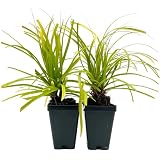2 Everillo Sedge Grass – Evergreen Clumping Ornamental Grass with Arching Golden Foliage for Shade, Borders & Containers (Carex oshimensis ‘Everillo’) in 3.5″ Cubes, Live Plants