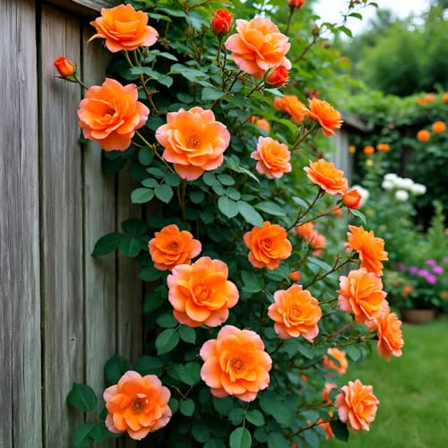 Image of Climbing Rose Hybrid Seeds Pack - Large Flowers- 70 Easy-to-Grow Seeds for Vibrant Blooms, Suitable for All Indian Climates (ORANGE)