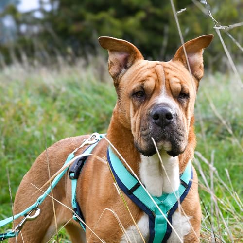 Anny-X Brustgeschirr Fun Ozean | Hundegeschirr Größe M (Brustumfang 62-74 cm)