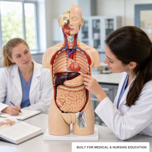 Image of Vision Scientific VAT108-N-DC Life-Size Dual-Sex Human Torso Anatomy Model, 27 Removable Parts, Interchangeable Male /Female Systems, Open Back, Numbered Key & Manual, Zip Dust Cover - Medical & Nursing