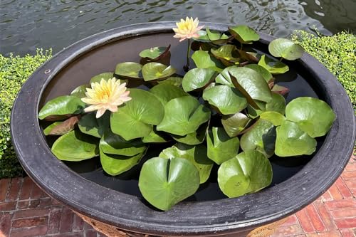 60 Pcs Mix Bonsai Bowl Lotus Seeds, Water Lilys Flower Plant, Lotus Seeds for Planting Water Features Seeds Non-GMO Fresh Garden Seeds 60 Pcs Mix Bonsai Bowl Lotus Seeds, Water Lilys Flower Plant, Lotus Seeds for Planting Water Features Seeds Non-GMO Fresh Garden Seeds