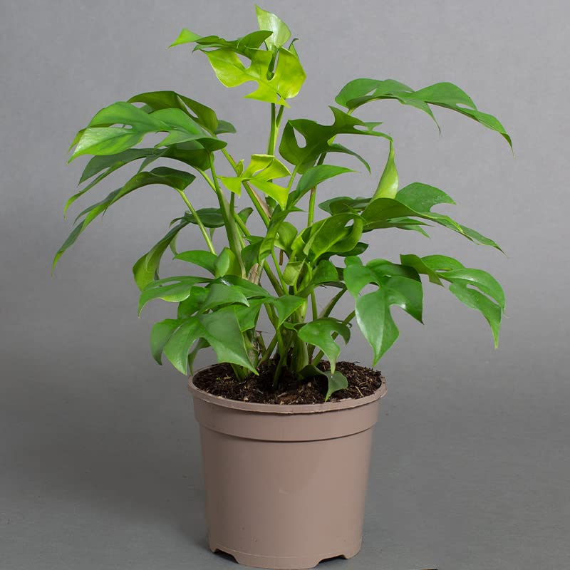 Philodendron Minima | 15cm Plant Pot | Mini Monstera | Tropical Plant | Houseplant