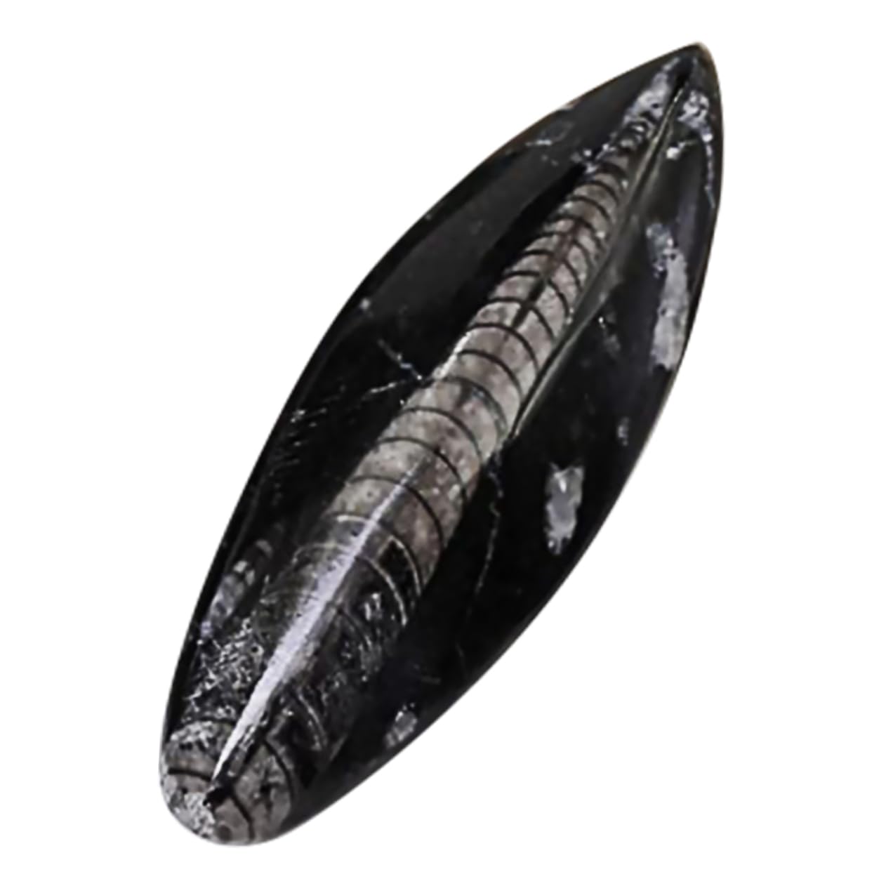 Mikikit Fossile Orthoceras Nero di Dimensioni Grandi in Minerale, Esemplare Didattico per Paleontologia, Materiale Educativo per Laboratorio e Decorazione Desktop