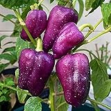 30 Stück süße Paprikasamen, Gartenhof, Bonsai, gentechnikfreie Gemüsepflanzen, Kakteensamen, Getreidesamen, Farnsamen, Blumensamen, Obstsamen, Baumsamen, Gemüsesamen Paprika Samen 30St
