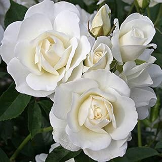 Heirloom Roses Climbing Rose Plant - The Iceberg Rose Bush , Live White Plants for Outdoors , One Gallon Bushes for Planting , Own Root Potted Outdoor Flowers