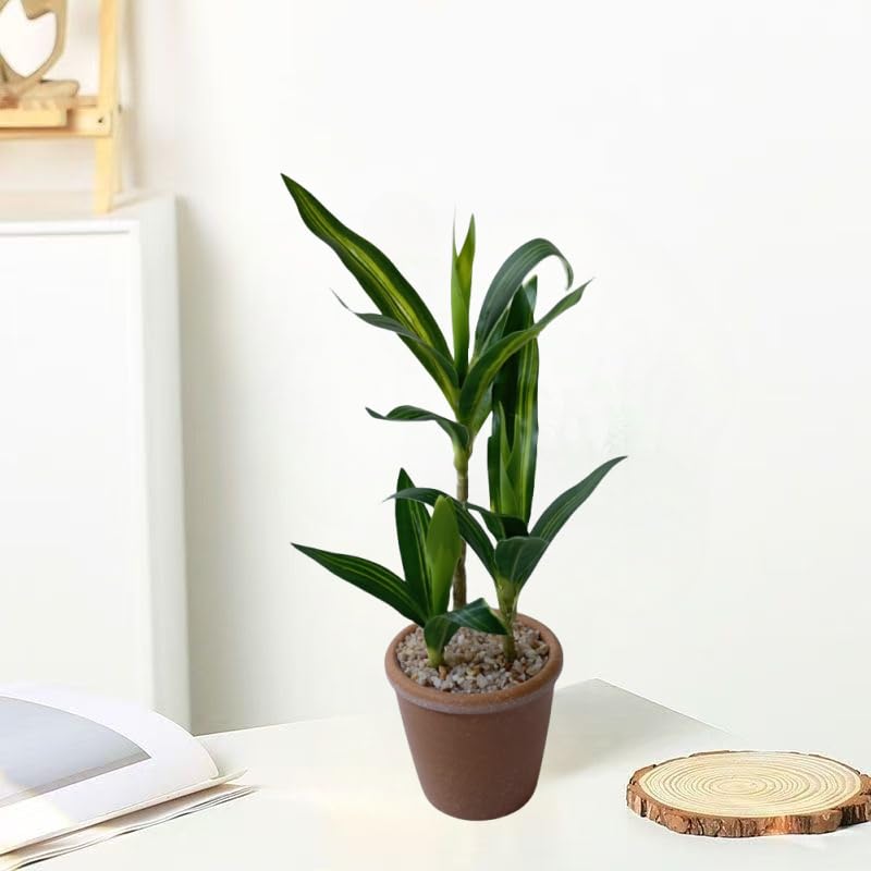 large monstera plant for sale near me Monstera Deliciosa - 14