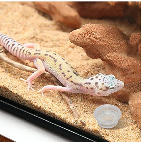 fregthf 100 Reptiel Transparante Ronde Dozenreptiel Feeder Kommen Gecko Transparante Feeder Kommen Reptielen Voeding… - Afbeelding 8