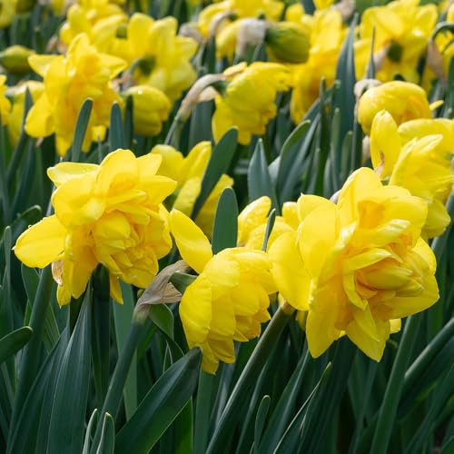 3 x Narcissus Double Yellow â€“ Cheerful & Ruffled Bloo