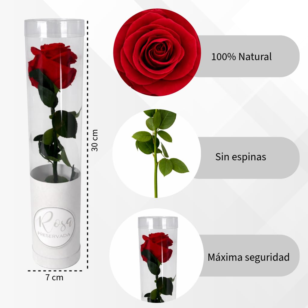 MUNTRADE 1 Rosa Preservada Natural | Rosa Eterna Roja | Detalle Romántico, Día de la Madre, San Valentín, Aniversario o Decoración | Flor Natural Conservada Decorativa — view 2