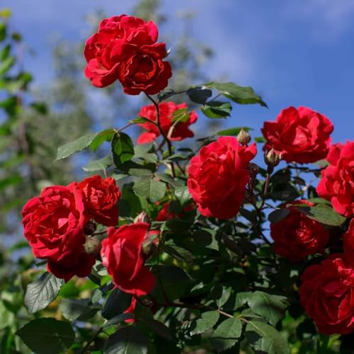 The Royal Crafty Hybrid Tea Red Rose or Gulab Live Plant Fragrant Grafted Rose Live Plant (1-1.5 ft heaight)